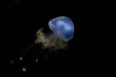 桶水母