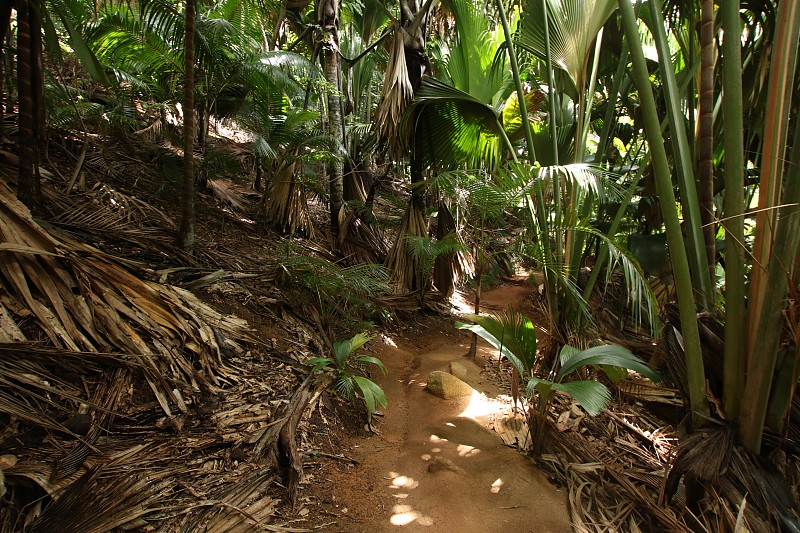 步道Vallée de Mai自然保护区，Praslin岛，印度洋，非洲塞舌尔