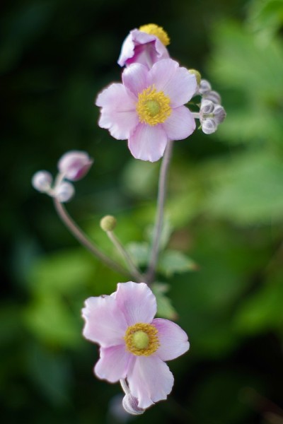 浅粉色和黄色的日本银莲花花