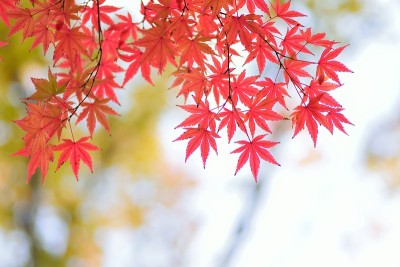 五彩缤纷的日本秋枫树景观