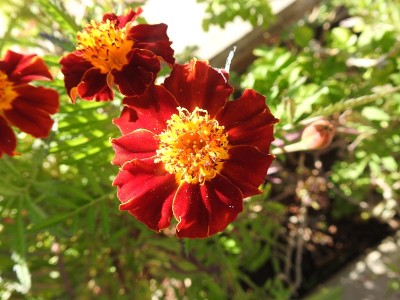 橘色花