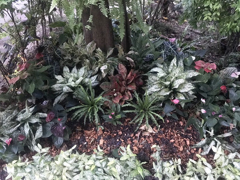 热带花园装饰