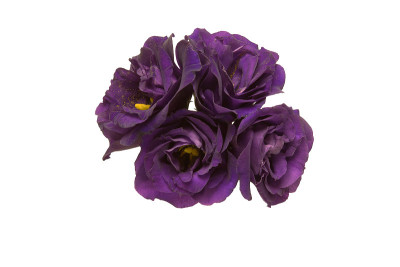 束eustoma