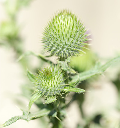 圆的干燥花