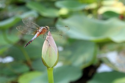 蜻蜓坐在莲花(睡莲)上，背景模糊。