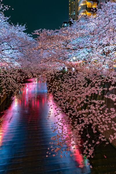 目黑樱花