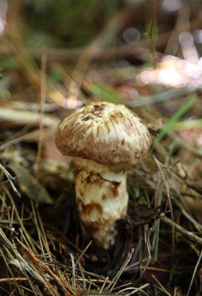 日本珍稀蘑菇松茸