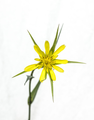 西药黄花