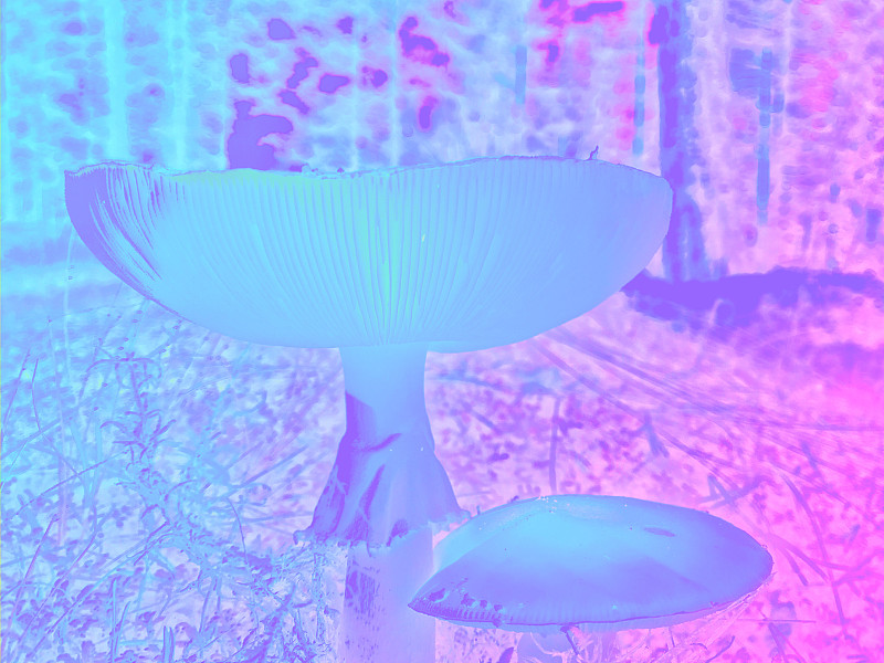 充满活力的霓虹灯蘑菇
