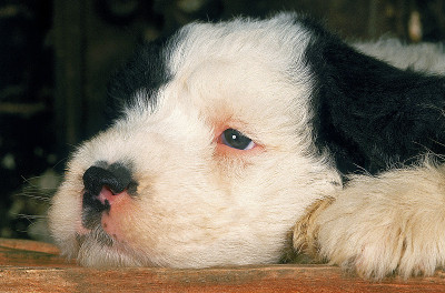 短尾犬或古英国牧羊犬，休息的小狗