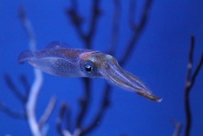 大鳍暗礁乌贼徘徊在盐水水族馆蓝色的背部。