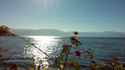 湖上花