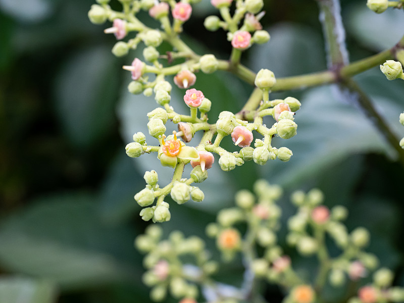 一簇日本珊瑚花