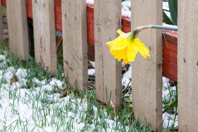 水仙花穿过木栅栏和雪