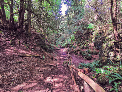 神奇的Puzzlewood