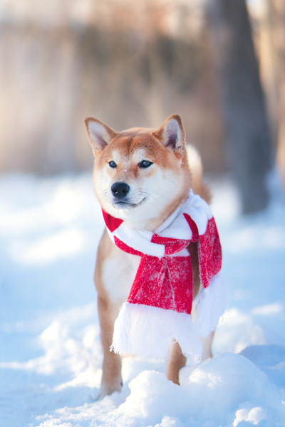 芝犬