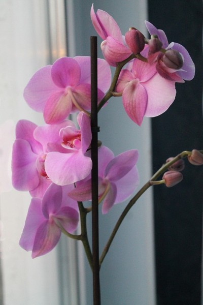 粉色兰花