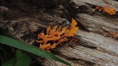 生长在死树上的蘑菇，印度尼西亚亚齐省