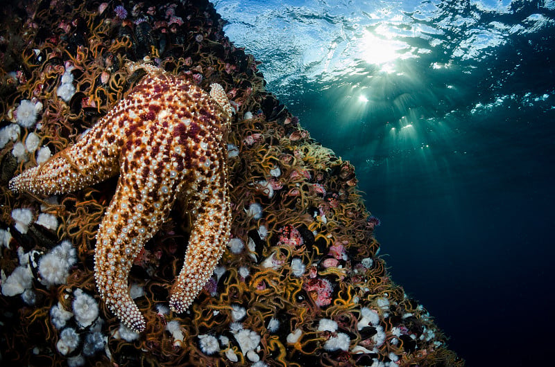 海星和阳光