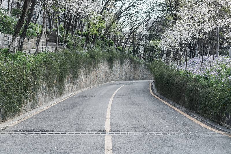 樱花沿路盛开
