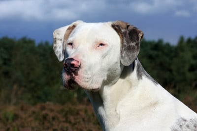 catahoula豹的狗