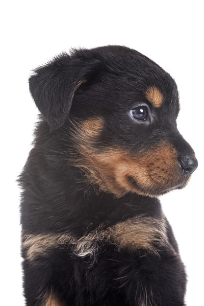 小狗罗特韦尔犬