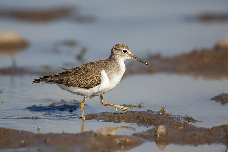 鹬，在沼泽中寻找食物的伙伴(Actitis hypoleucos)