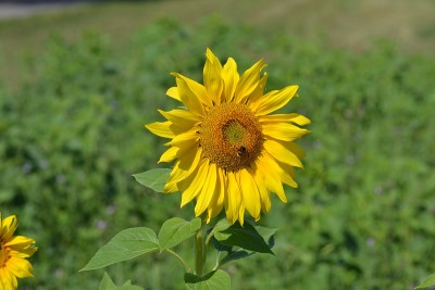 Sonnenblumenfeld