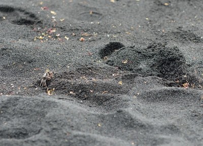 夏威夷大岛黑色火山沙上的螃蟹