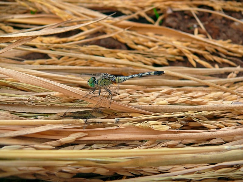 黑尾除油船蜻蜓