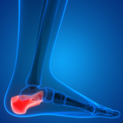 人体骨骼系统跟骨关节解剖学