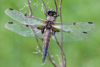 四斑点追逐者- Libellula quadrimaculata