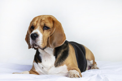 滑稽的小猎犬躺在床上