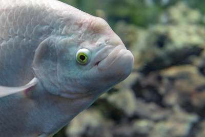 水族缸中游动的白色巨丝足鱼。