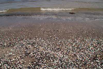 海滩上的贝类在Rügen
