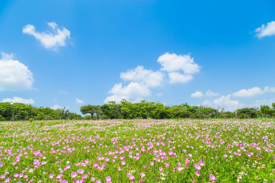 月见草的花
