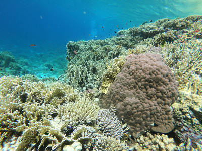 红海珊瑚礁