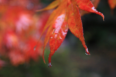 秋叶日本