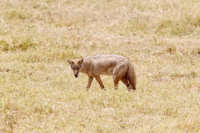 金豺(Canis aureus)