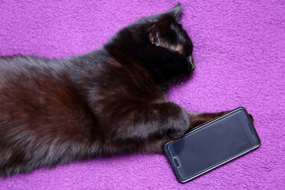 没有智能手机就睡不着觉的猫。