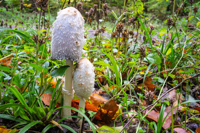 Coprinus comatus