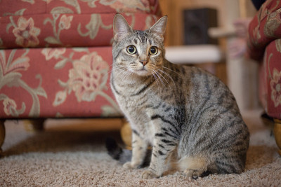 埃及猫的猫