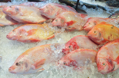 市场上的新鲜尼罗鱼。(Oreochromis niloticus-mossambicus)