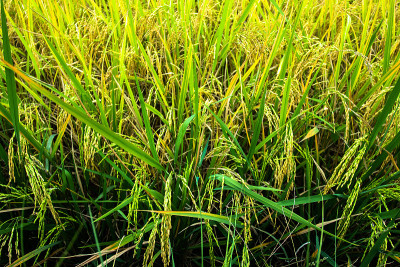 水稻种植在春季特写