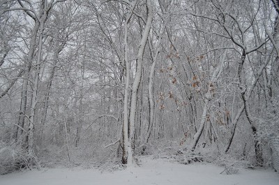 雪覆盖的森林