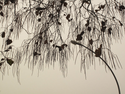 梓bignonioides