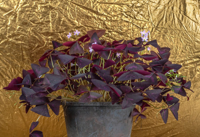 近距离观察紫色三叶草(Purple Shamrock)或三角苜蓿(Oxalis triangular
