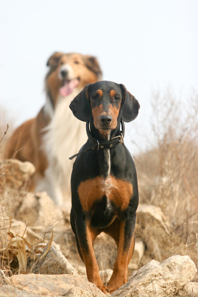 苏格兰牧羊犬