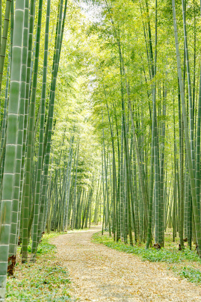 美丽清新的竹林