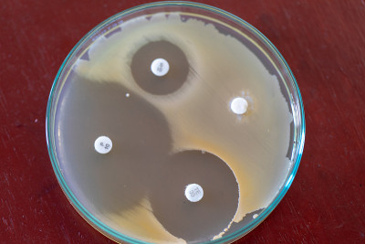 微生物实验室药物测试。